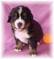 Le�r�s: Le�r�s: Le�r�s: Le�r�s: Le�r�s: Le�r�s: Le�r�s: Le�r�s: Le�r�s: C:\Users\Katona R�bert Gyula\Documents\WEB Iskola\angyalosiberni\kell�kek\Almok\Amos.jpg